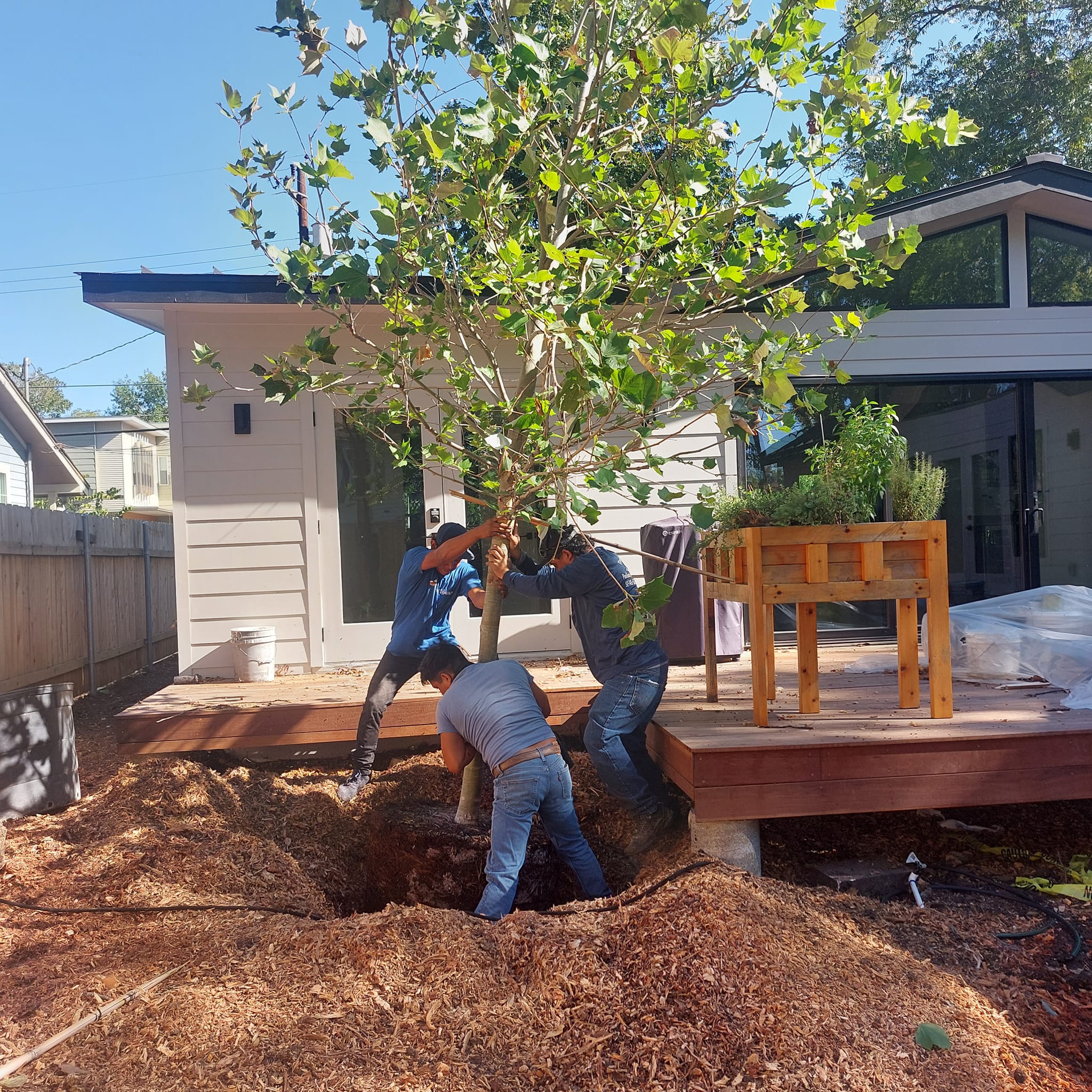Tree work and yard maintenance by Sanchez Landscape 512
